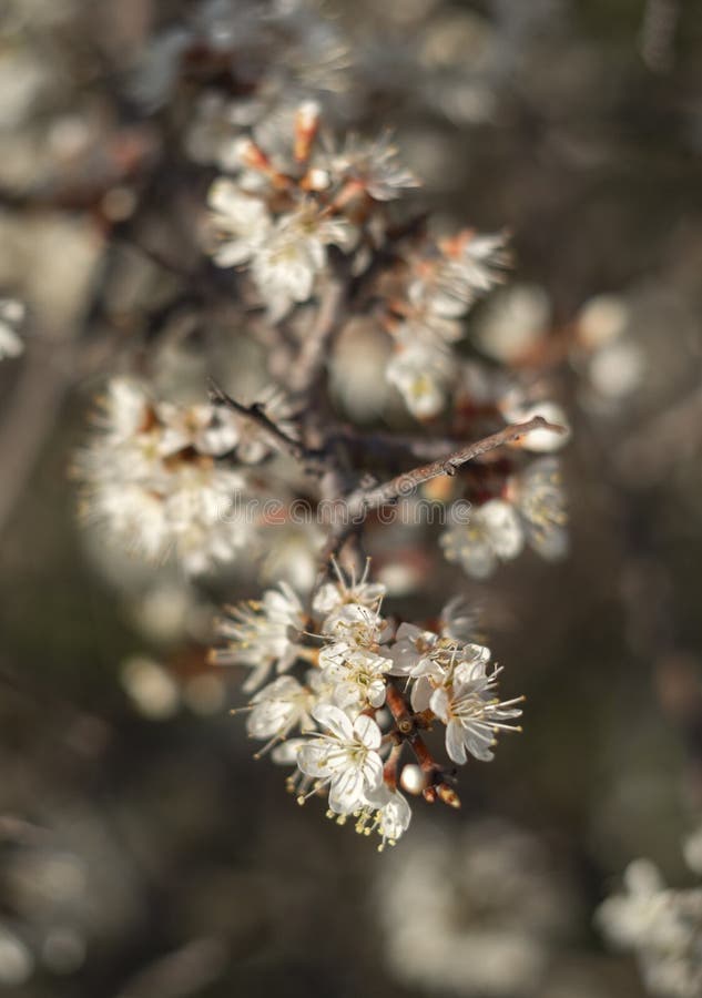 Ανθίζοντας blackthorn του Μπους αγκαθιών, spinosa Prunus στο θερμό ήλιο άνοιξη στην Ελλάδα στοκ εικόνες με δικαίωμα ελεύθερης χρήσης Ανθίζοντας blackthorn του Μπους αγκαθιών, spinosa Prunus στο θερμό ήλιο άνοιξη στην Ελλάδα στοκ εικόνες με δικαίωμα ελεύθερης χρήσης