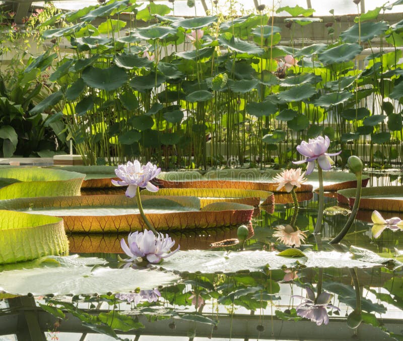 Ανθίζοντας Lotus στο υπόβαθρο της αμαζόνειας Βικτώριας στοκ εικόνες Ανθίζοντας Lotus στο υπόβαθρο της αμαζόνειας Βικτώριας στοκ εικόνες