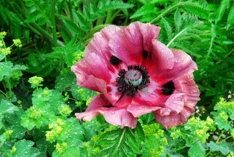 ανθίζοντας papaver κήπων στοκ εικόνες ανθίζοντας papaver κήπων στοκ εικόνες