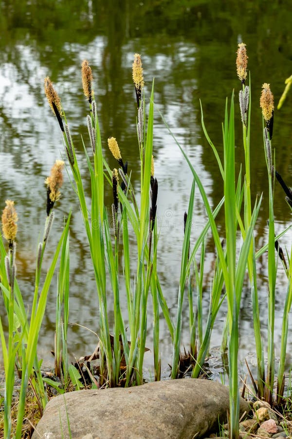 Ανθίζοντας sedge nigra Carex μαύρο ή συνηθισμένο sedge melanostachya Carex στην ακτή μιας λίμνης κήπων στοκ εικόνες με δικαίωμα ελεύθερης χρήσης Ανθίζοντας sedge nigra Carex μαύρο ή συνηθισμένο sedge melanostachya Carex στην ακτή μιας λίμνης κήπων στοκ εικόνες με δικαίωμα ελεύθερης χρήσης
