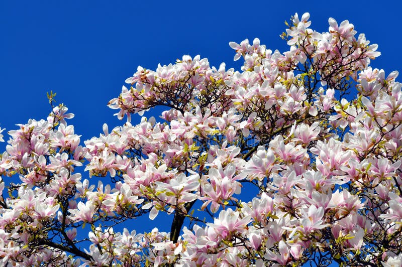 Ανθίζοντας δέντρο magnolia στοκ εικόνες Ανθίζοντας δέντρο magnolia στοκ εικόνες