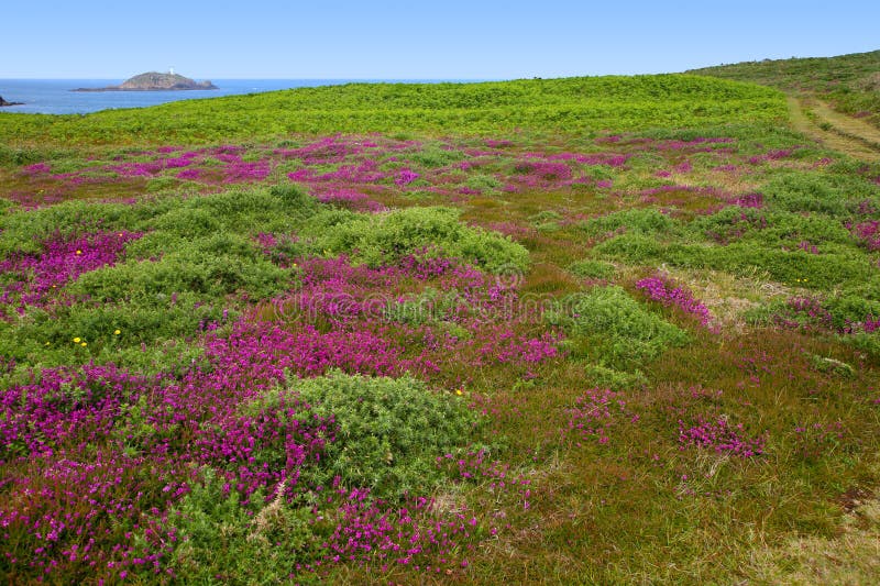 Flowering heather, St. Martin's, Isles of Scilly. Flowering heather, St. Martin's, Isles of Scilly.