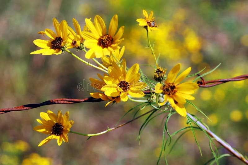 Common sunflowers bloom along the fence row in Central Kansas. Yellow petals with brownish black centers. Rustic barbed wire rusting with exposure props flowers up. Common sunflowers bloom along the fence row in Central Kansas. Yellow petals with brownish black centers. Rustic barbed wire rusting with exposure props flowers up.