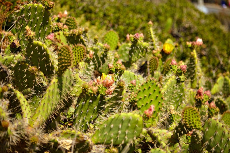 Flowering cactus and Indian blanket wildflowers in Malibu. Flowering cactus and Indian blanket wildflowers in Malibu