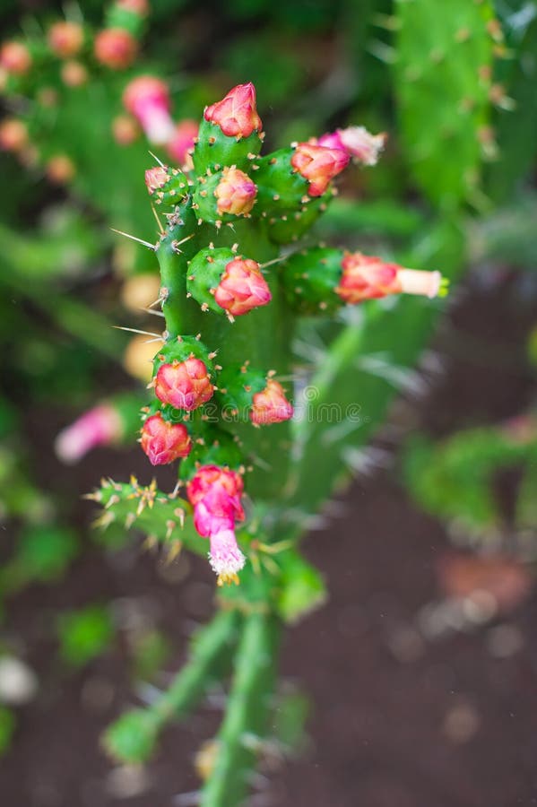 Ανθίζοντας κάκτος τραχιών αχλαδιών, opuntia, ficus Indica στοκ φωτογραφίες