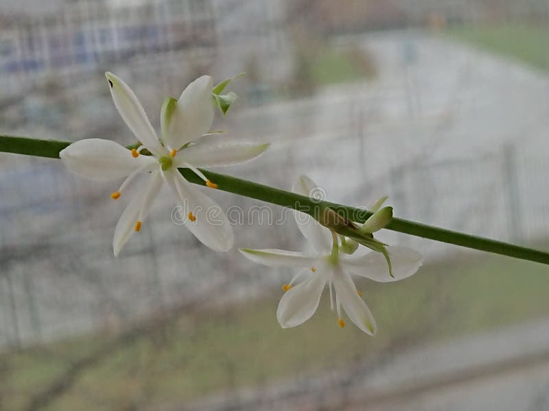 Ανθίζοντας κλάδος Chlorophytum στοκ εικόνες Ανθίζοντας κλάδος Chlorophytum στοκ εικόνες