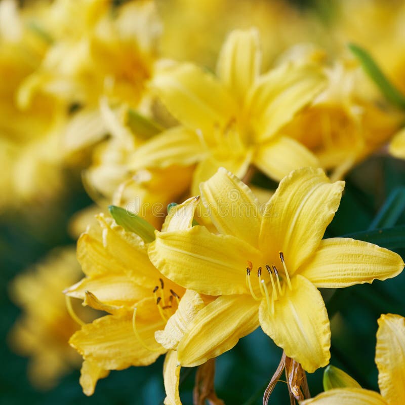 Ανθίζοντας λουλούδια των κίτρινων daylilies κοντά επάνω στοκ εικόνα Ανθίζοντας λουλούδια των κίτρινων daylilies κοντά επάνω στοκ εικόνα