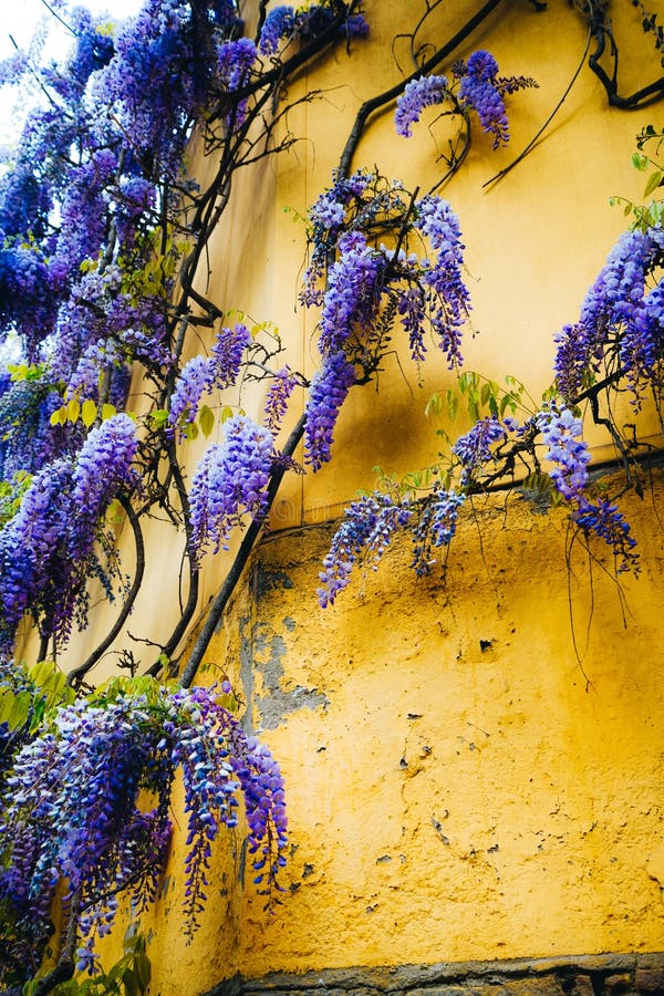 Ανθίζοντας μπλε φεγγάρι wisteria της Λιάνα στον κίτρινο τοίχο Τα όμορφα μοναδικά λουλούδια καλλιεργούν την άνοιξη στο βουνό Montj στοκ εικόνα Ανθίζοντας μπλε φεγγάρι wisteria της Λιάνα στον κίτρινο τοίχο Τα όμορφα μοναδικά λουλούδια καλλιεργούν την άνοιξη στο βουνό Montj στοκ εικόνα