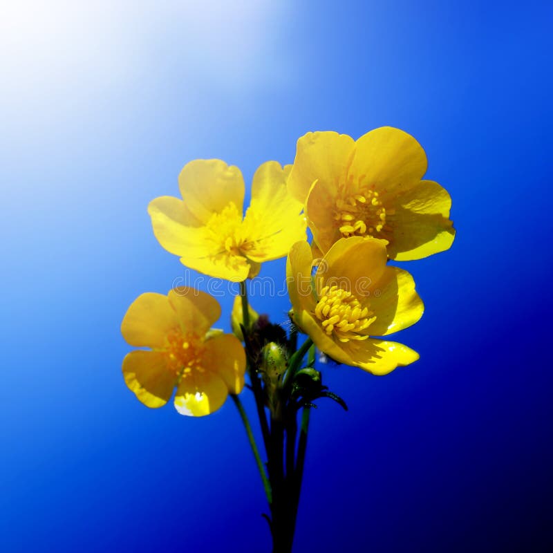Ανθίζοντας νεραγκούλες wildflowers στοκ εικόνες Ανθίζοντας νεραγκούλες wildflowers στοκ εικόνες