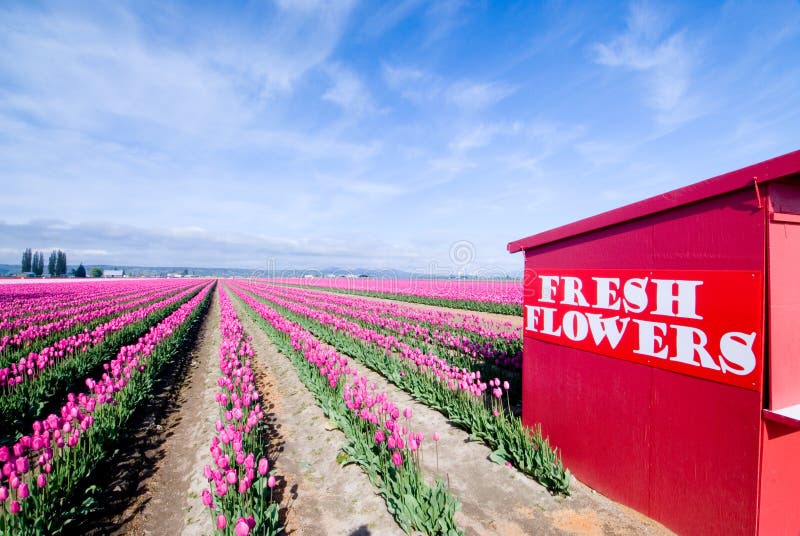 Tulip farm ans flower stand in Skagit Valley, WA. Tulip farm ans flower stand in Skagit Valley, WA