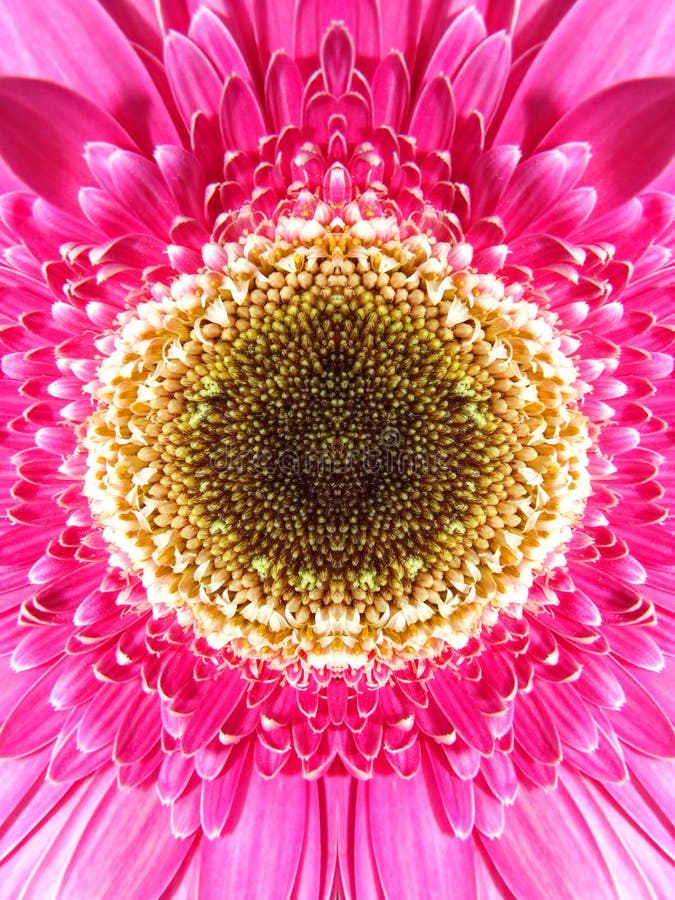 ανθίστε το gerbera στοκ εικόνα ανθίστε το gerbera στοκ εικόνα