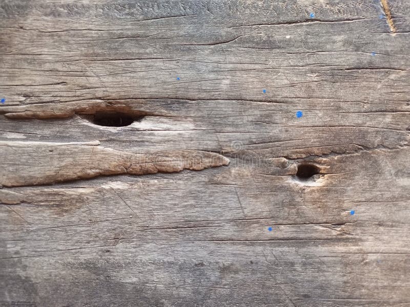 Ανθεκτική ξυλόσοβα με τρύπες και μπλε κηλίδες στοκ εικόνες