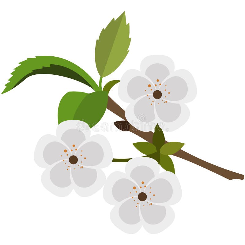 Blooming flowering fruit tree branch flat vector. Apricot apple or pear sprig with blossom bud isolated on white background. Blooming flowering fruit tree branch flat vector. Apricot apple or pear sprig with blossom bud isolated on white background