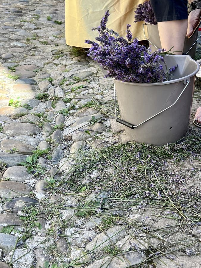 ανθισμένα λεβάντα με πρόσφατη συγκομιδή : έτοιμος για τοπική κατασκευαστική αρτιότητα στοκ εικόνες με δικαίωμα ελεύθερης χρήσης