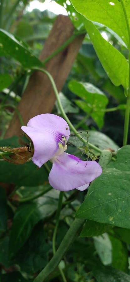 ανθισμένα λουλούδια φασολιών και μικροί ακρίδες. στοκ εικόνες με δικαίωμα ελεύθερης χρήσης