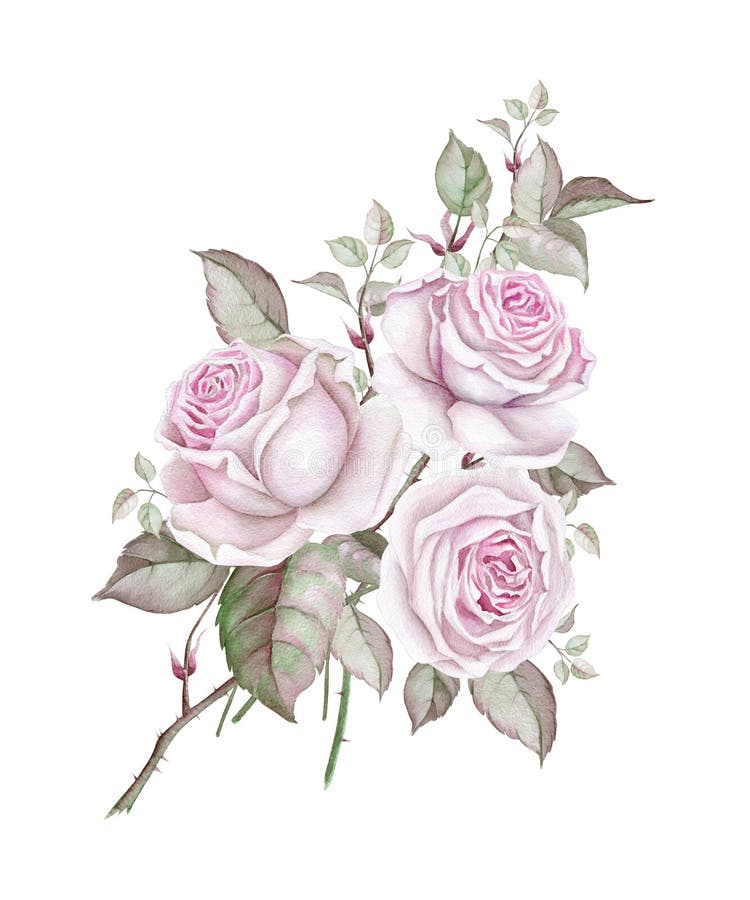 Ανθοδέσμη Watercolor των λεπτών εκλεκτής ποιότητας τριαντάφυλλων στο λευκό απεικόνιση αποθεμάτων