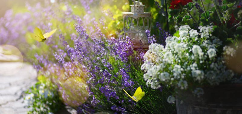 ανθοπωλείο λουλούδι lavender σεπτέμβρη και πεταλούδα ενάντια στον ηλιόλουστο ουρανό φύση τοπίο στοκ φωτογραφίες με δικαίωμα ελεύθερης χρήσης