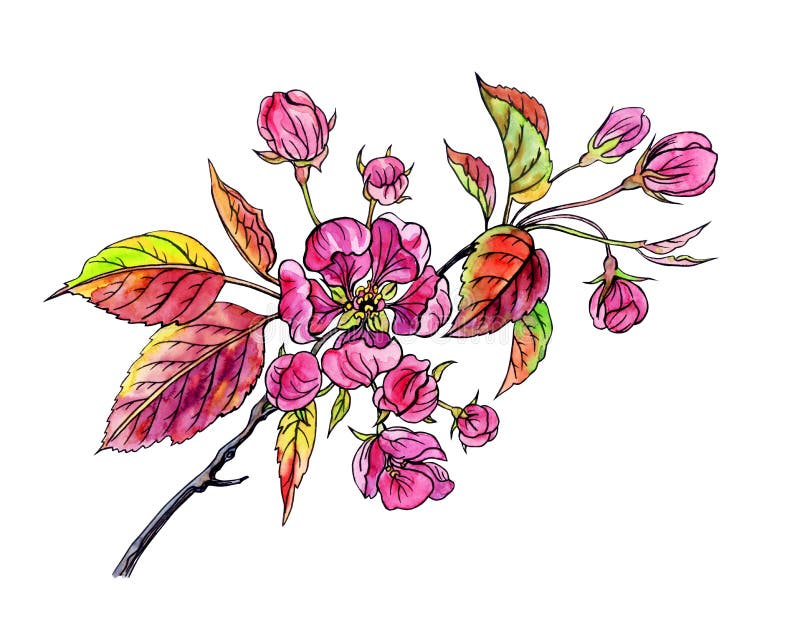 Flowering branch of a red apple-tree watercolor drawing with a contour, sketch on a white background, isolated. Flowering branch of a red apple-tree watercolor drawing with a contour, sketch on a white background, isolated.