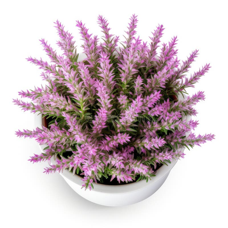 Flowering Heather Plant, Erica Flowers in Pot Isolated, Gardener Heather, Beautiful Blooming Calluna Flower, Generative AI Illustration AI generated. Flowering Heather Plant, Erica Flowers in Pot Isolated, Gardener Heather, Beautiful Blooming Calluna Flower, Generative AI Illustration AI generated