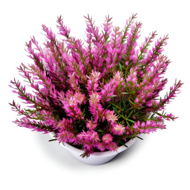 Flowering Heather Plant, Erica Flowers in Pot Isolated, Gardener Heather, Beautiful Blooming Calluna Flower, Generative AI Illustration AI generated. Flowering Heather Plant, Erica Flowers in Pot Isolated, Gardener Heather, Beautiful Blooming Calluna Flower, Generative AI Illustration AI generated