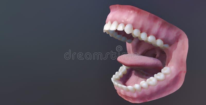 Human teeth, open mouth. Medically accurate tooth 3D illustration. Human teeth, open mouth. Medically accurate tooth 3D illustration.