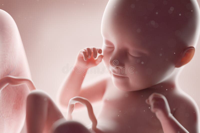 3d rendered medically accurate illustration of a human fetus - week 35. 3d rendered medically accurate illustration of a human fetus - week 35