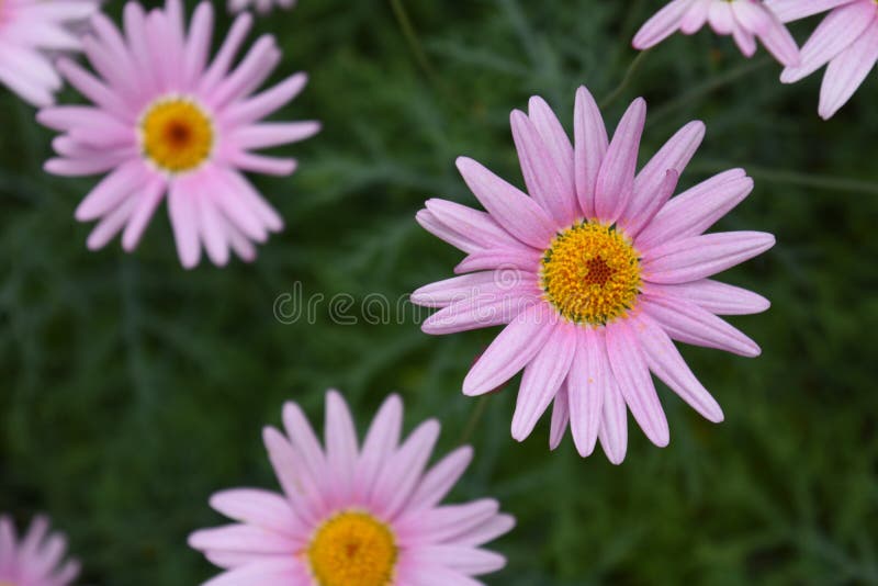 Ανοικτό μωβ ρόδινο άνθος λουλουδιών της Daisy στοκ φωτογραφίες Ανοικτό μωβ ρόδινο άνθος λουλουδιών της Daisy στοκ φωτογραφίες