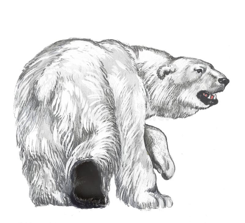 The polar bear goes across Arctic regions. The polar bear goes across Arctic regions