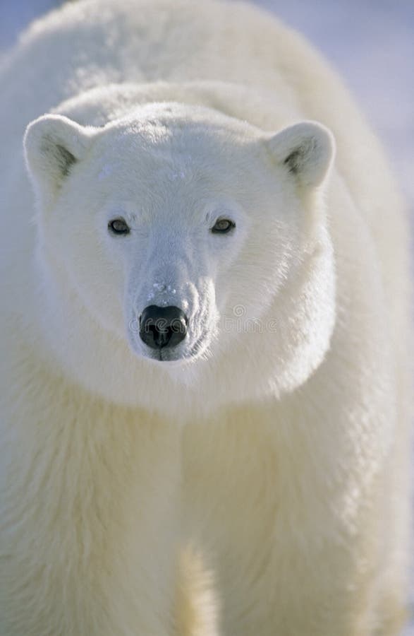 Polar Bear (Ursus maritimus) Churchill, Manitoba, Canada 10/03 by Hal Brindley. Polar Bear (Ursus maritimus) Churchill, Manitoba, Canada 10/03 by Hal Brindley