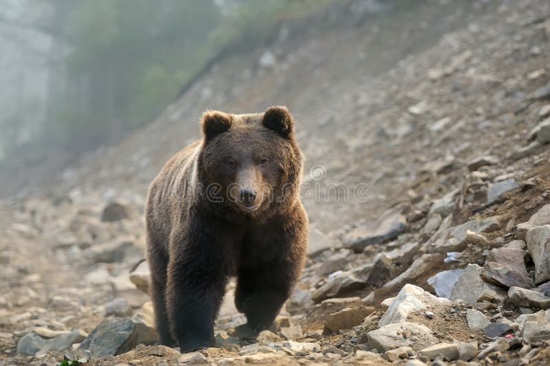 αντέξτε όντας Βερολίνο καφετί έχει καλυμμένο το φωτογραφία ζωολογικό κήπο στοκ εικόνα