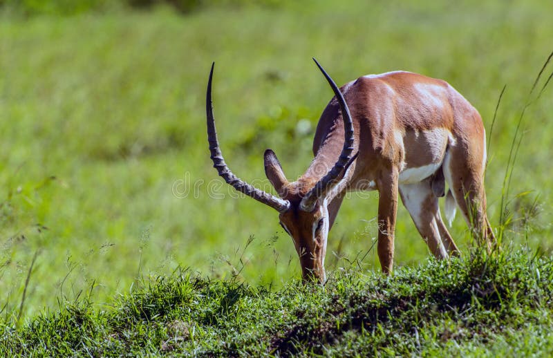 Αντιλόπη Impala στη mara masai επιφύλαξη στην Κένυα Αφρική στοκ εικόνα