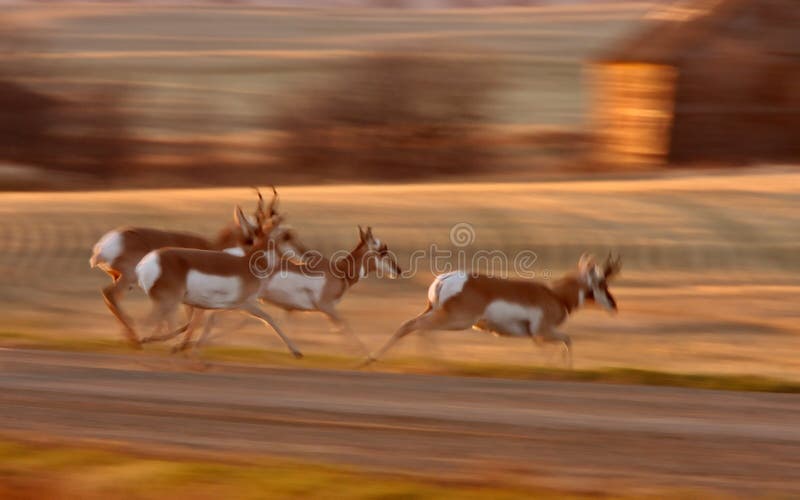 αντιλόπη pronghorn στοκ φωτογραφία αντιλόπη pronghorn στοκ φωτογραφία