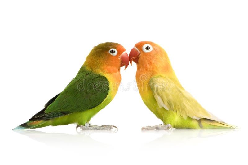 αντιμέτωπο lovebird ροδάκινο στοκ εικόνες με δικαίωμα ελεύθερης χρήσης αντιμέτωπο lovebird ροδάκινο στοκ εικόνες με δικαίωμα ελεύθερης χρήσης