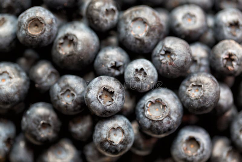 Αντιοξειδωτικό οργανικό superfood βακκινίων σε μια έννοια κύπελλων για την υγιείς κατανάλωση και τη διατροφή στοκ φωτογραφία με δικαίωμα ελεύθερης χρήσης Αντιοξειδωτικό οργανικό superfood βακκινίων σε μια έννοια κύπελλων για την υγιείς κατανάλωση και τη διατροφή στοκ φωτογραφία με δικαίωμα ελεύθερης χρήσης