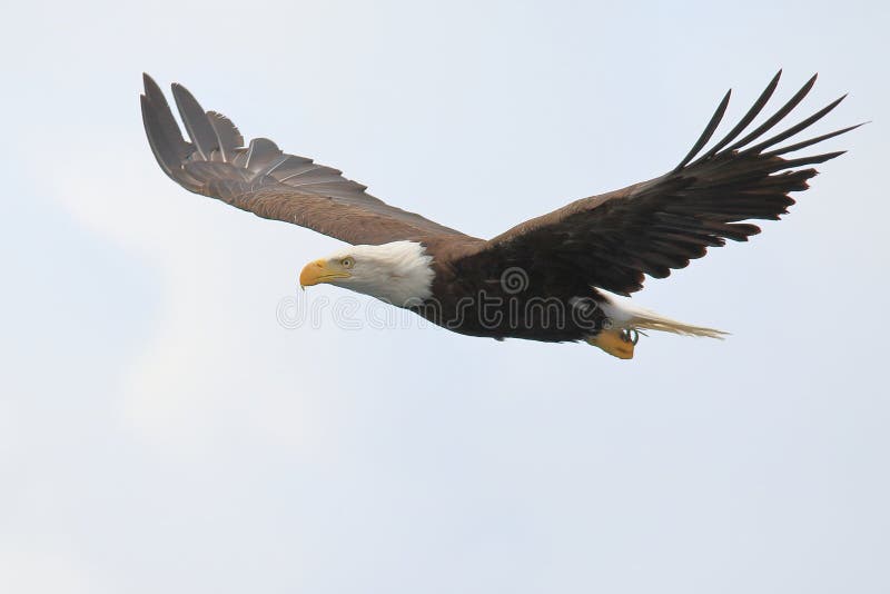 Eagle is soaring free above the Atlantic ocean searching to catch fish. Eagle is soaring free above the Atlantic ocean searching to catch fish.