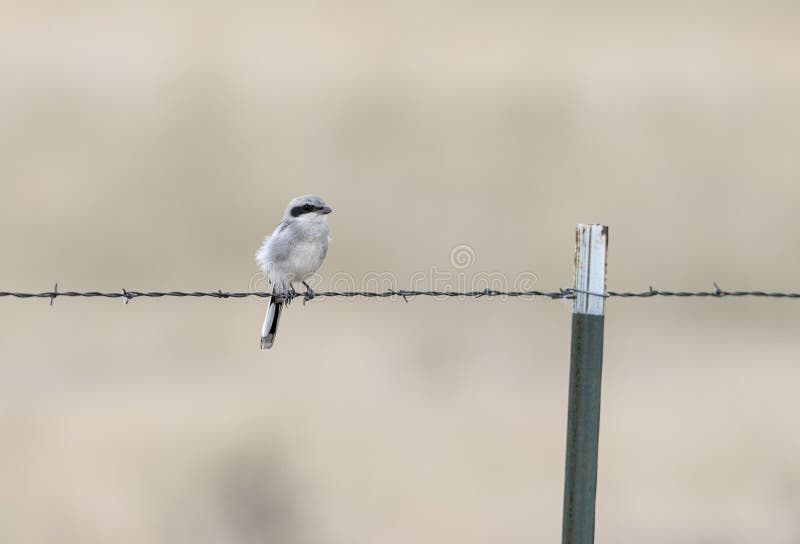 Ανώριμος ηλίθιος Shrike (ludovicianus Lanius) σε οδοντωτό - καλώδιο στοκ εικόνα Ανώριμος ηλίθιος Shrike (ludovicianus Lanius) σε οδοντωτό - καλώδιο στοκ εικόνα