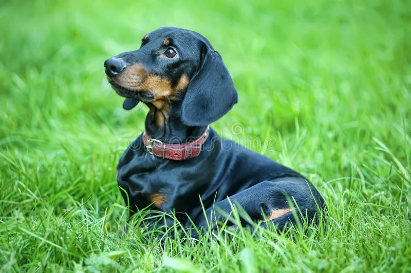 Ανώτερο Dachshund στοκ φωτογραφίες με δικαίωμα ελεύθερης χρήσης Ανώτερο Dachshund στοκ φωτογραφίες με δικαίωμα ελεύθερης χρήσης