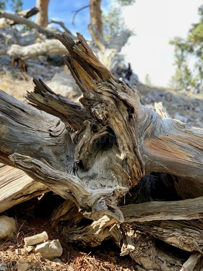 Ανώτερο ίχνος βρόχων Bristlecone, ΑΜ Τσάρλεστον, Νεβάδα στοκ φωτογραφία με δικαίωμα ελεύθερης χρήσης Ανώτερο ίχνος βρόχων Bristlecone, ΑΜ Τσάρλεστον, Νεβάδα στοκ φωτογραφία με δικαίωμα ελεύθερης χρήσης