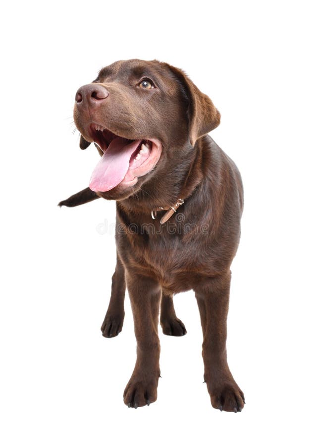 αξιολάτρευτο labrador που στέκεται απομονωμένο σε λευκό φόντο στοκ φωτογραφίες με δικαίωμα ελεύθερης χρήσης
