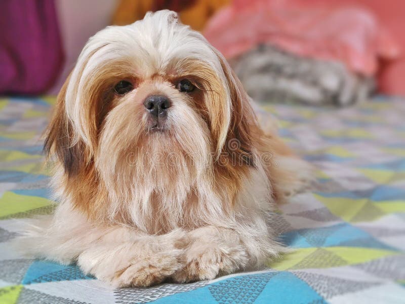 Αξιολάτρευτο σκυλί Shih Tzu ξαπλωμένο σε ένα πολύχρωμο γεωμετρικό ανάπτυγμα στοκ φωτογραφίες