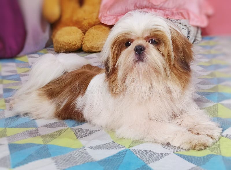 Αξιολάτρευτο σκυλί Shih Tzu ξαπλωμένο σε ένα πολύχρωμο γεωμετρικό ανάπτυγμα στοκ εικόνα με δικαίωμα ελεύθερης χρήσης