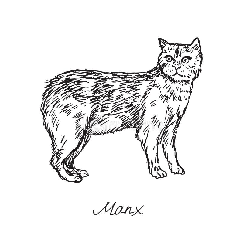 απεικονίσεις manx cat με επιγραφή, σχέδιο σκίτσου σκίτσου σκίτσου σκίτσου μαύρο και λευκό διάνυσμα απεικόνιση αποθεμάτων