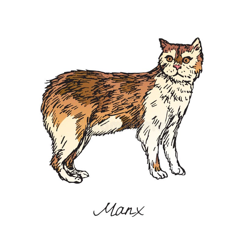 απεικονίσεις manx cat με επιγραφή με το χέρι ζωγραφισμένο πολύχρωμο διάνυσμα doodle διανυσματική απεικόνιση