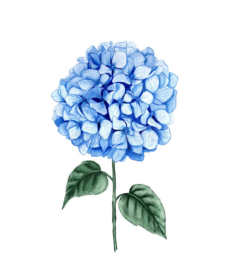 Απεικόνιση stem watercolor του Hydrangea Μπλε καλοκαιρινό λουλούδι απομονωμένο σε λευκό φόντο στοκ φωτογραφία με δικαίωμα ελεύθερης χρήσης