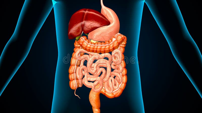 απεικόνιση ανθρώπινου πεπτικού συστήματος 3δ