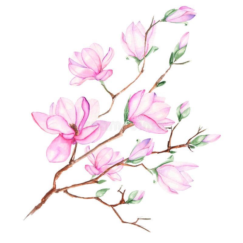 Απεικόνιση με τον κλάδο magnolia απεικόνιση αποθεμάτων Απεικόνιση με τον κλάδο magnolia απεικόνιση αποθεμάτων