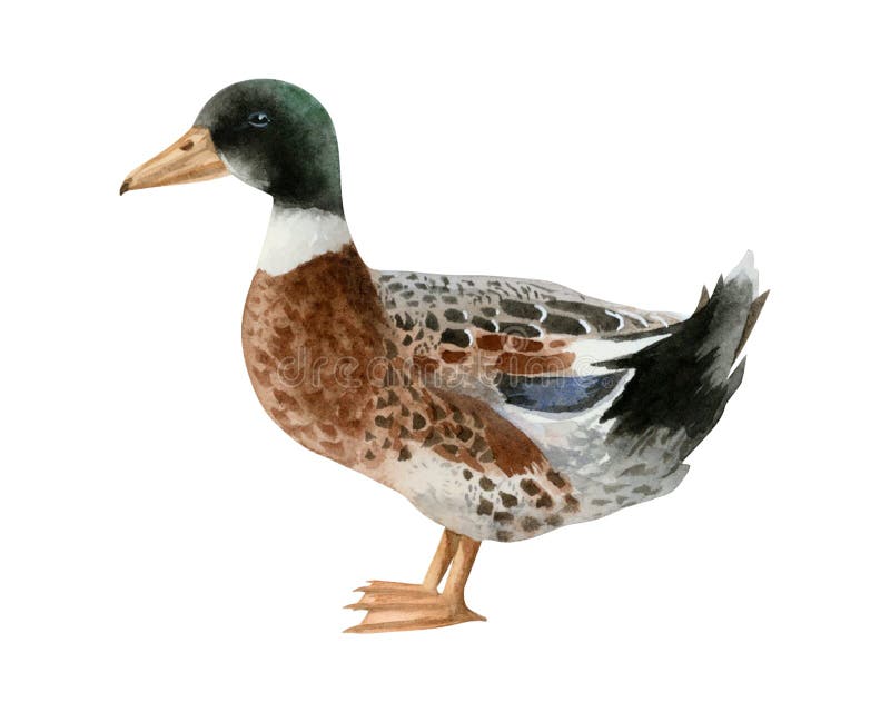 Απεικόνιση πάπιας mallard με υδατογράφημα απομονωμένη σε λευκό φόντο. Ρεαλιστικά αρσενικά υδρόβια πτηνά που σχεδιάζονται με το χέρ απεικόνιση αποθεμάτων