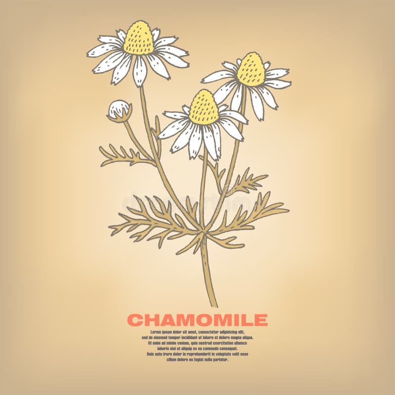 Απεικόνιση των ιατρικών χορταριών chamomile ελεύθερη απεικόνιση δικαιώματος Απεικόνιση των ιατρικών χορταριών chamomile ελεύθερη απεικόνιση δικαιώματος