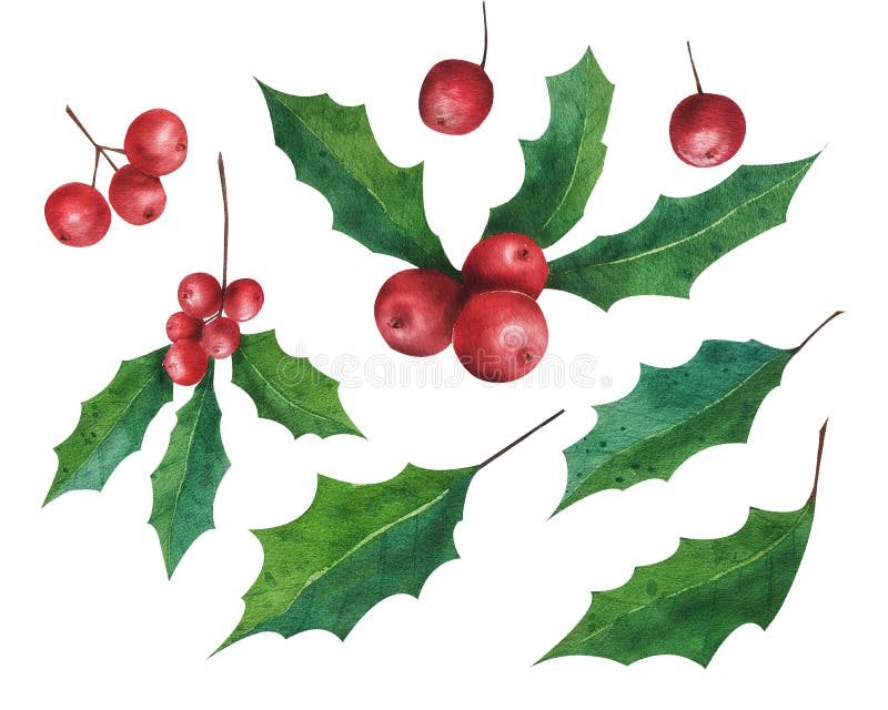 Hand drawn watercolor holly berries and green leaves isolated on white background. Elements for your unique design. All elements are illustration with high resolution. Hand drawn watercolor holly berries and green leaves isolated on white background. Elements for your unique design. All elements are illustration with high resolution.