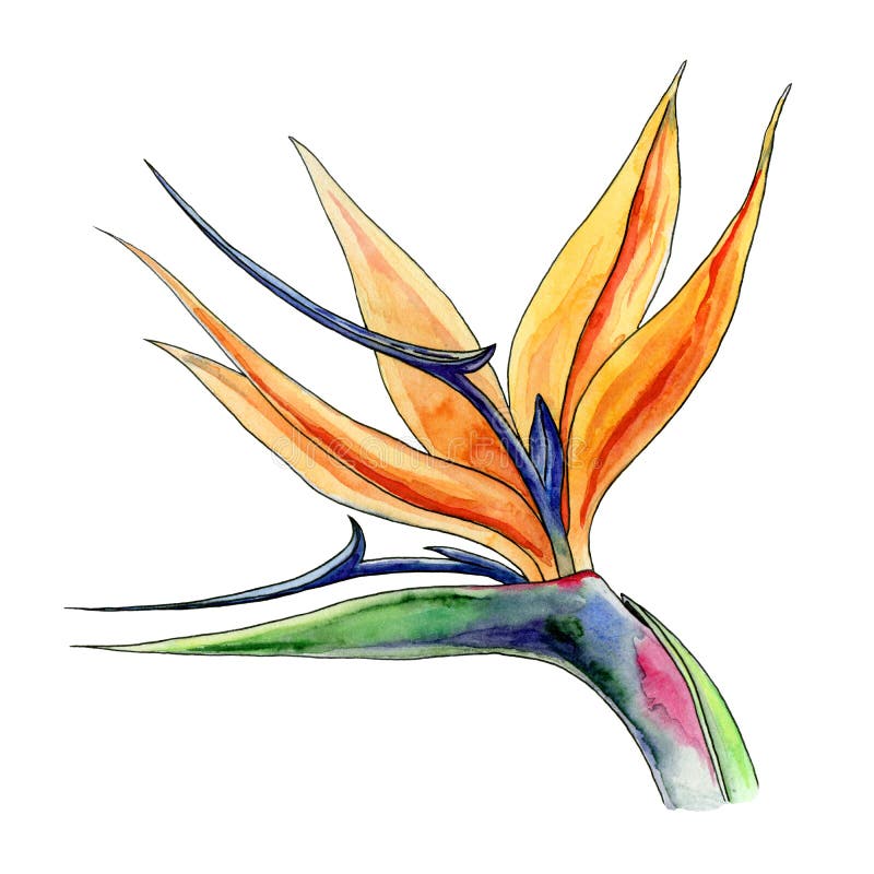Απεικόνιση υδατοχρωματισμού ανθέων Strelitzia Φωτεινό χέρι ζωγραφισμένο με παραστατικό εξωτικό αφρικανικό λουλούδι Βοτανική ανθοκ απεικόνιση αποθεμάτων